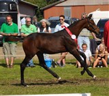 Fløj ved følskuet i region 4 og udtaget til Eliteskuet blev hoppeføllet Aagaardens Lafayetta efter Favorit Ask. Hun har Guldmedaljehoppen og Årets hoppe 2010, Lajgårdens Chicota (Chico's Boy/Alcatraz) til mor.
Opdrætter er Stutteri Aagaarden, Vejle.