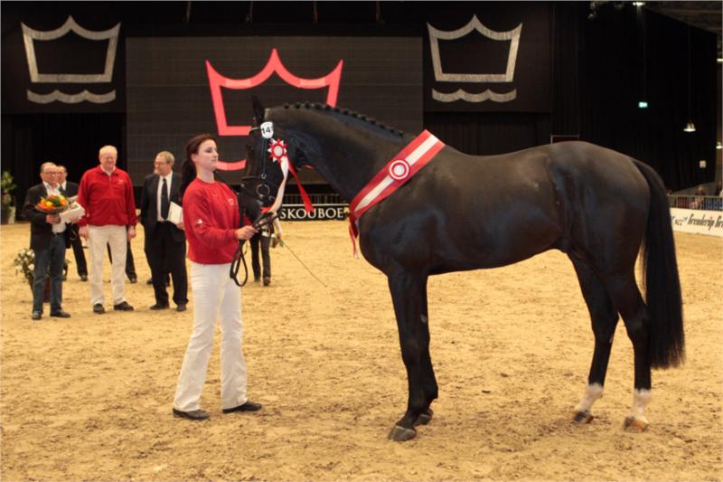 Favorit Ask.
Fløjhingst i 5 års holdet.
Han er efter Diamant de Semilly / Darco / Quidam de Revel.