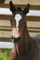 Nr. 2 i finalen for springbetonede hoppeføl til følskue i Hjallerup. Bøgevejens Favorit Flavour e. Favorit Ask / Con Cosmos / A'khan Z. Opdr. Pernille Skov, Hjørring.