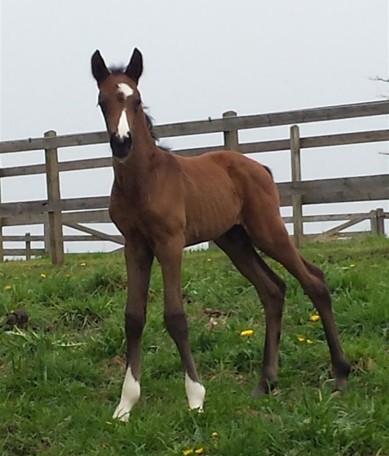 Hingsteføl,Cornettino's Poseidon (1 uge gammel)
Far: Cornettino Ask
Mor.: Windrose's Athena
Mf.: Primatico
Mmf.: Talo 
Opdr.: Sophia Glud