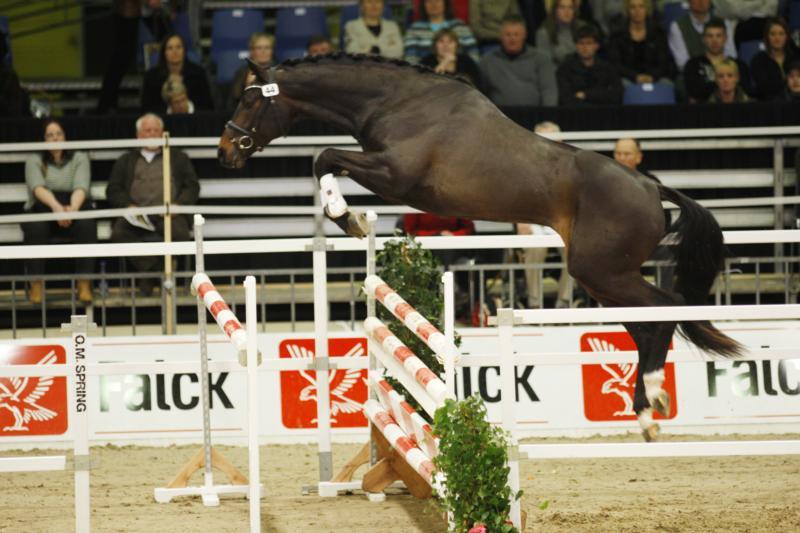 Charlton Sem.
Velspringende og samtidig meget velgående nyindkøbt hingst er også godkendt til afprøvning.
(Foto: Ridehesten.com)