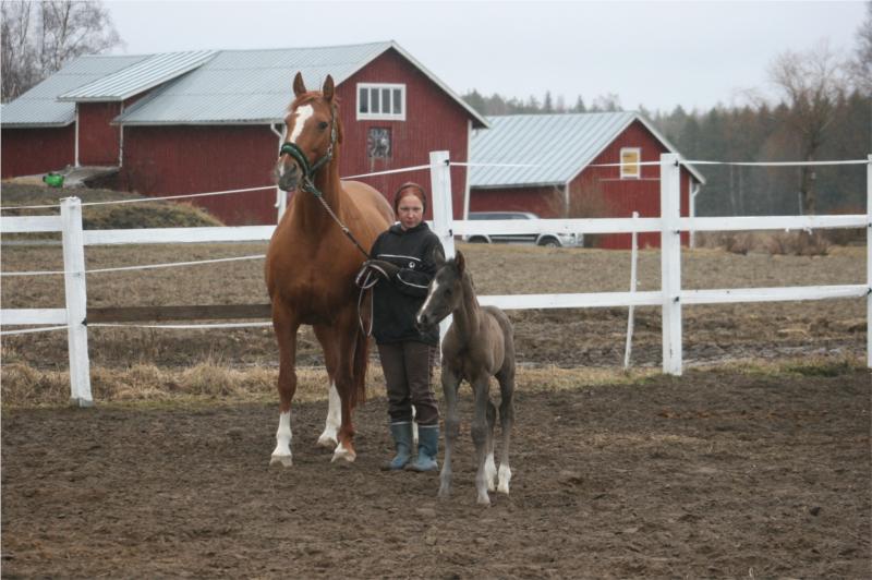 Hingsteføl født d. 25. april hos Anne Niemi, Finland