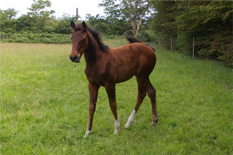 Hoppeføllet Kirkebygaards Luna er født d. 19. april hos Anna Bindesbøll, Sdr. Omme.
Hun er efter Lambrusco Ask og har Ulrich Z til morfar.
Føllet er til salg.