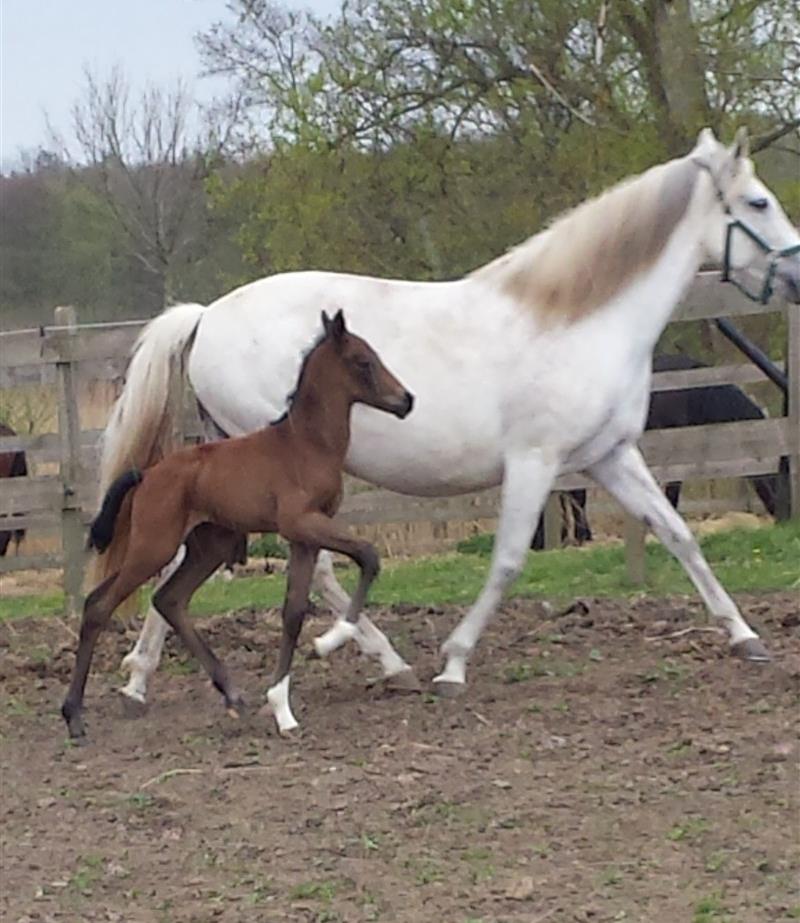 Hingsteføl, Cornettino's Poseidon (1 uge gammel)
Far: Cornettino Ask
Mor.: Windrose's Athena
Mf.: Primatico
Mmf.: Talo 
Opdr.: Sophia Glud