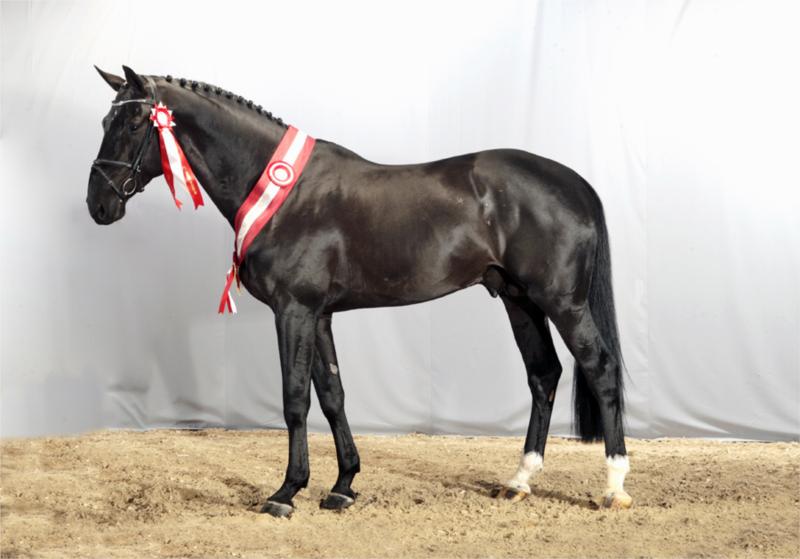 Favorit Ask. fløjhingst. (Foto. Ridehesten.com)