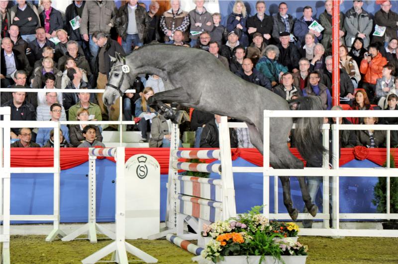 Cavall Ask, hedder vor nye unghingst
