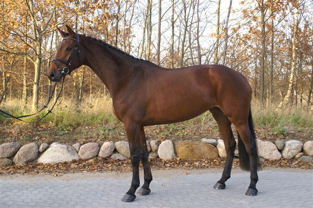 LUCY ASK
Far: Casir Ask
Solgt til DK
