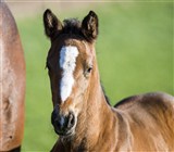 Hoppeføl, Selfie Rose
Far: Favorit Ask
Mor: Consmilla
Mf.: Contender
Mmf.: Silvester 
Opdr.: Kurt Kamuk og Mette Rasmussen