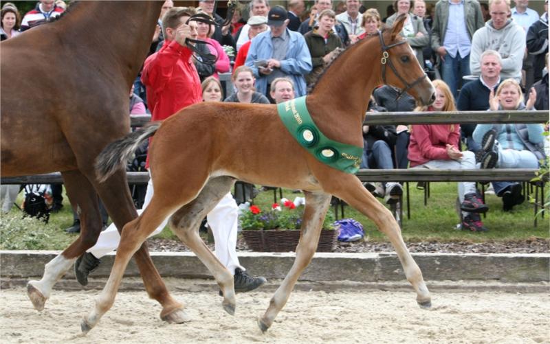 Bedste hoppeføl: Niva Lille Lunden, efter Cris Ask.
(Foto: Ridehesten.com)
