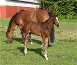 Hingsteføl Nio Lille Lunden
Far: Favorit Ask
Mor: Lacia Lille Lunden
M.f. Lacasir Ask
Mmf.: Fridericus Rex
Opdr. Hanne og Preben Iversen, Randbøl