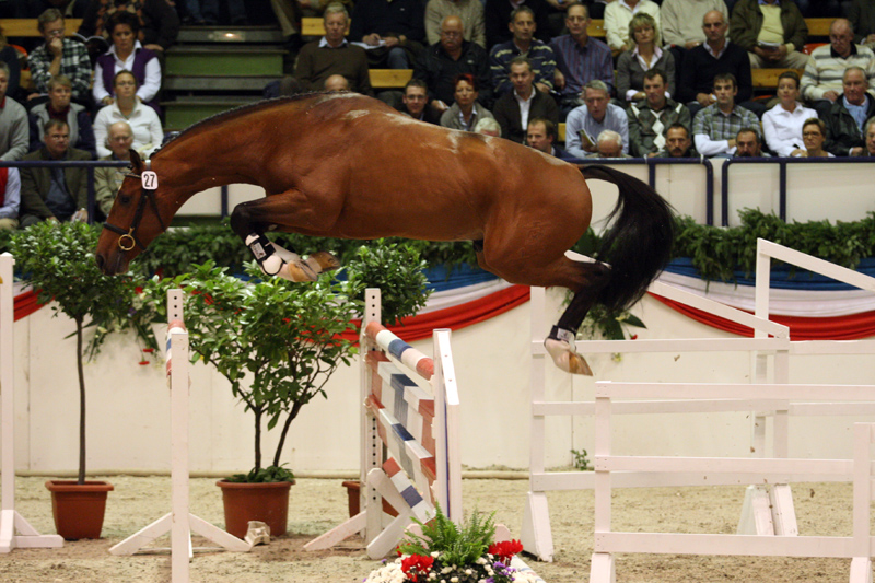 Catch It var kåringens absolut bedst springende unghingst. (Foto: Ridehesten)