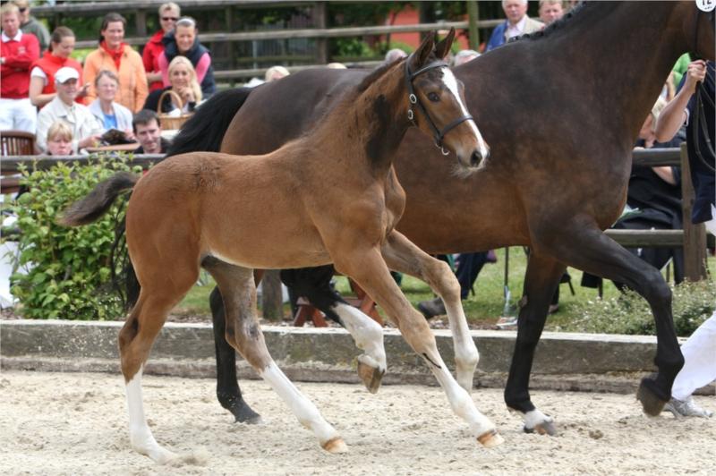 Bedste hingsteføl: Chamsiin Lox e. Ci Ci Snjor Ask.
(Foto: Ridehesten.com)
