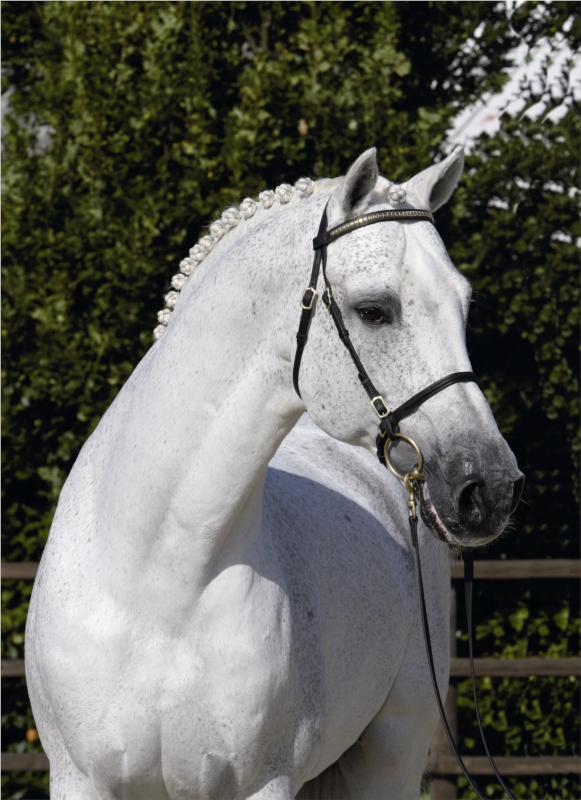 (Foto: Ridehesten.com)