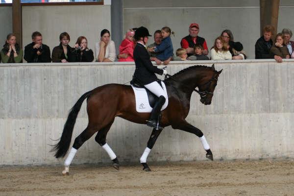 Blue Hors Bentley