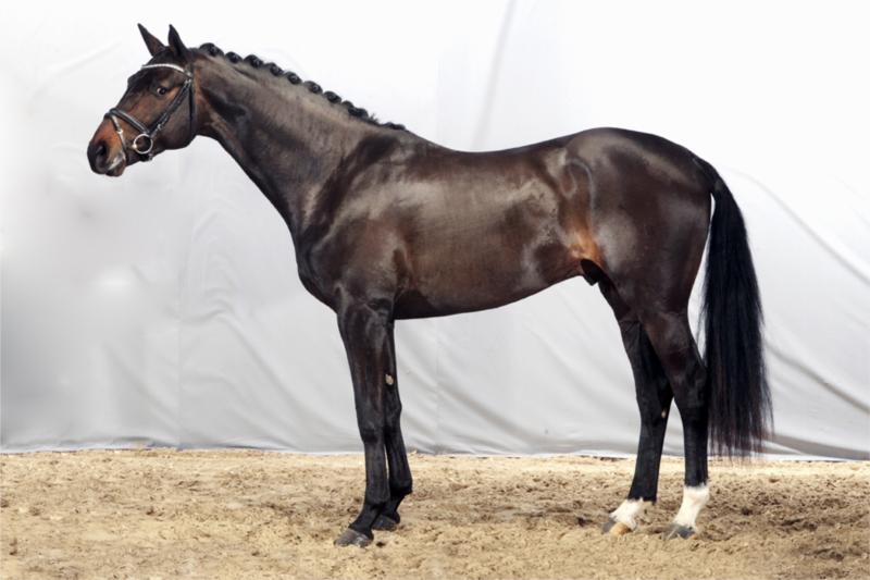 Charlton Sem Ask, 3 års hingst e. Cajus / Charmeur / Tango, købte vi på auktionen i Herning