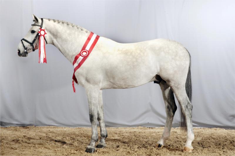Ci Ci Senjor Ask. fløjhingst. (Foto: Ridehesten.com)