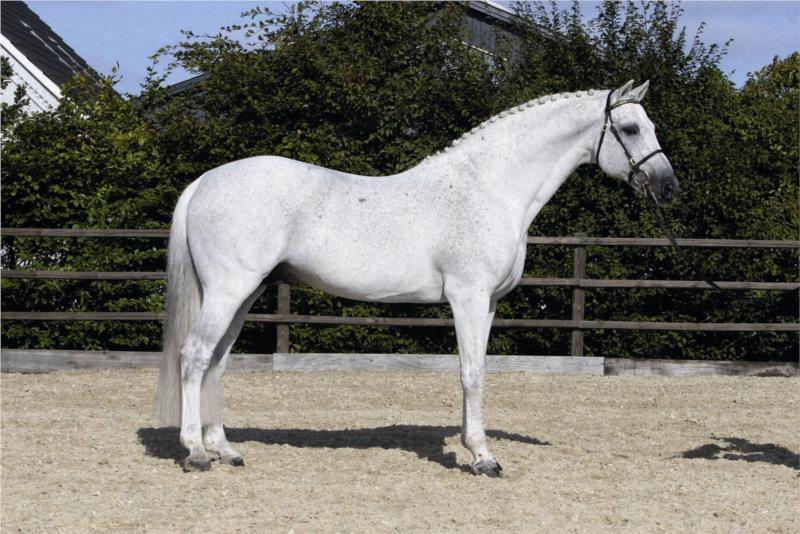 Casir Ask
Årets Hingst 2008