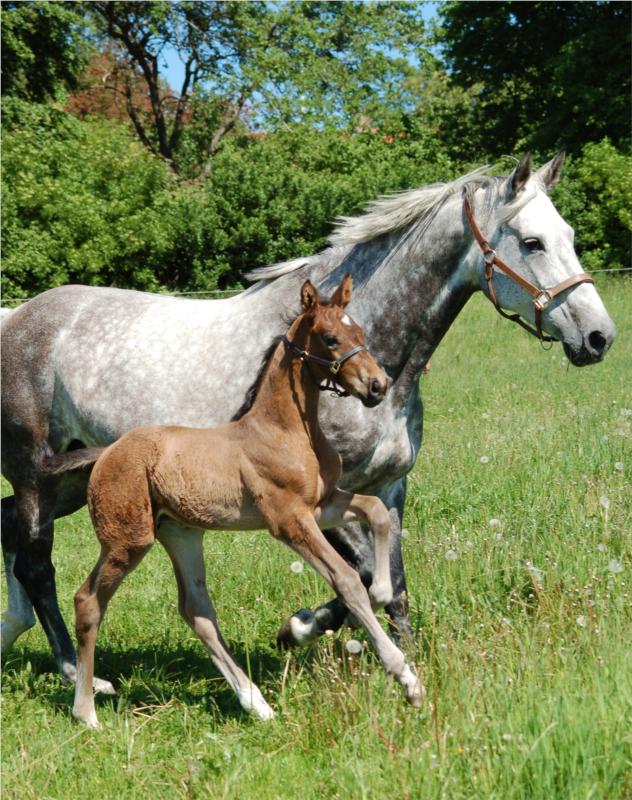 Hoppeføl e. Casir Ask, mf: Willemoes.
Opdr. Lina Niekrenz, Hvilsager