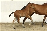 Hoppeføl Chimee Ask
Far: Favorit Ask
Mor: Chinatu LS La Silla
M.f.: Chapultepec La Silla
Mmf.: Formateur
Opdr.: Stutteri Ask