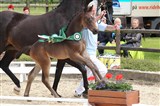 Hingsteføllet French Match, fra Leif Konradi i Farum, er efter Favorit Ask / Walina / Contendro I. Han blev fløj ved følchampionatet på Blue Hors.