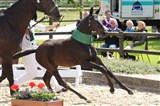 Fløj i hoppeføllene blev Miss Flora fra Peter Bebe i Langeskov. Hun er efter Favorit Ask / Okslunds Miss Hurricane og Heraldrik XX.
Hun blev også fløj ved følskuet i region 3, og er udtaget til Eliteskuet.