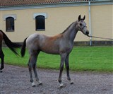 Hingsteføllet Caol Ila VH efter Ci Ci Senjor Ask / Corrado / Beach Boy fra Tobias Hansson, Västra Hoby Stuteri i Sverrige fik 9 for type, 9 for hoved og hals og 9 for galop ved følskue på Flyinge.