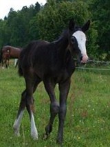 Zavena, hedder hoppeføllet efter Favorit Ask / Casir Ask / Blue Hors Cavan. Hun er født hos Liv Mona Amtzen i Oslo.