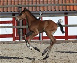 Hoppeføl Chimee Ask
Far: Favorit Ask
Mor: Chinatu LS La Silla
M.f.: Chapultepec La Silla
Mmf.: Formateur
Opdr.: Stutteri Ask