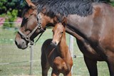 Hingsteføl Farmand's Cavallero
Far: Cavall Ask
Mor: Lucilla Ask
Mf.: Casir Ask
Mmf.: Fridericus Rex
Opdr.: Farm and Horses v/Laura og Henrik Jespersen