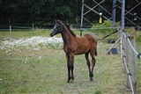 Hoppeføl Farmand's Auréole
Far: Cavall Ask
Mor: Coquita
Mf.: Quidam de Revel
Mmf.: Corrado I
Opdr.: Farm and Horses v/Laura og Henrik Jespersen