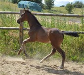 Hoppeføl, Fay Lox
Far: Favorit Ask
Mor: Caloua Lox RDH
Mm.: Vicky Gravvænge ERDH
Mf.: Casir Ask
Opdr.: Joan Arler og Peter Børsen, Kolding