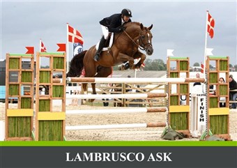 Lambrusco Ask var bl.a. placeret to gange i top 5 ved CSI-stævnet på Vilhelmsborg.