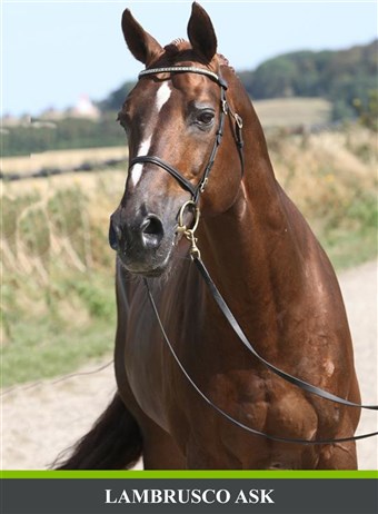 Lambrusco Ask. Elitehingst i 2009.