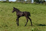 Hingsteføl
Far: Favorit Ask
Mor: Ninet Lille Lunden
Mf.: Lambrusco Ask
Mmf.: Casir Ask
Opdr.: Preben Iversen, 
Stutteri Lille Lunden