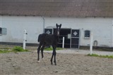 Hoppeføl
Far: Favorit Ask
Mor: Leola-Høm
Mf.: Linaro
Mmf.: Carano
Mmmf.: Lagano
Opdr. Tina Ravn Pedersen, Fredericia