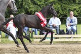 Bedste hingsteføl i Reg. 6, Ninja Lille Lunden
Far: Favorit Ask
Mor: Ninet Lille Lunden, RDH
Mf.: Lambrusco Ask
Mmf.: Casir Ask
Opdr.: Mikal og Preben Iversen, Randbøl