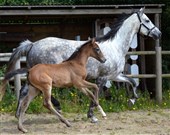 Hoppeføl, Caleesi Lox
Far: Ci Ci Senjor Ask
Mor: Quintessa Lox SRDH
Morfar: Quinton
MMF: Casir Ask
Mormor: Chiara Lox RDH
Opdr.: Joan Arler og Peter Børsen, Kolding