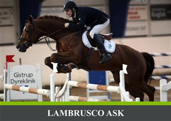 Lambrusco Ask vandt en S klasse og blev nr. 3 ved Jydsk mesterskab i Aalborg.