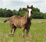 Hingsteføl, Famous, Choice
Far: Favorit Ask
Mor: Sikita Catnic
Mf.: Heslegaards Starlight
Opdr.: Tine Krog Jensen, Kibæk