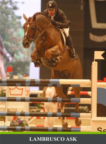 Lambrusco Ask. Nr. 3 i MA springning ved Hingstekåringen marts 2010.