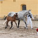 Hingsteføl, Dozenborgs Senior Caspain.
Publikums favorit og 1. præmie på Brahetrolleborg
Far: Ci Ci Senjor Ask
Mor: Casja B
Mf.: Casir Ask
Mmf: Valentino
Opdr. Elisabeth Jørgensen, Korinth, Faaborg