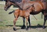 Hingsteføl Farmand's Cavallero
Far: Cavall Ask
Mor: Lucilla Ask
Mf.: Casir Ask
Mmf.: Fridericus Rex
Opdr.: Farm and Horses v/Laura og Henrik Jespersen