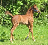 Hingsteføl
Staugaards Chief One
Far: Cavall Ask
Mor: Fabina, ERDH
Mf.: Prince Mab XX
Mmf.: Limelight
Opdr.: Mette-Margrethe Staugaard, Bjert