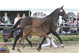 Hoppeføl, Kissme V, 
nr. 2 ved Ask's følchampionat
Far: Cavall Ask 
Mor: Klio ERDH 
Mf.: Pablo
Opdr.: Ole Christensen
Vandstedgaard, Nibe