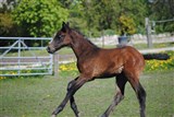 Hoppeføl Farmand's Auréole
Far: Cavall Ask
Mor: Coquita
Mf.: Quidam de Revel
Mmf.: Corrado I
Opdr.: Farm and Horses v/Laura og Henrik Jespersen