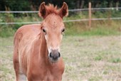 Hoppeføl: Hally Girl
Far: Cornettino Ask
Mor: Havannah Ask 
M.f.:. Carson Ask 
Mmf.: Quat’Sous
Opdr.: Lærke Høi Johansen og familie, Bornholm