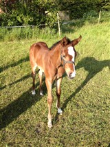 Hoppeføl
Haldans First June
Far: Cris Ask
Mor: Haldans Mai
Mf.: Gipsy D' Ask
MMF: Playboy XX
Opdr.: Haldan, Fanø