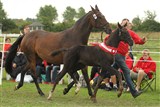 Bedste hingsteføl i Reg. 2,
Highland Park
Far: Favorit Ask
Mor: Stalina SP
Mf.: Stakkato Gold
Mmf.: Graf Grannus
Opdr.: Familien Camitz, Glumsø