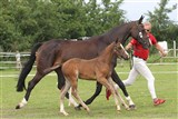 Bedste hoppeføl i Reg. 2,
It's All About Care K
Far: Favorit Ask
Mor: Bøgegårdens Lupin, RDH
Mf.: Leendert
Mmf.: Lagano
Opdr.: Linda Neumann og Frank Torndyb, Slagelse