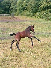 Hingsteføl, Cottonbump Nell
Far: Cornettino Ask
Mor: Luckaby Nell
M.f.: Solos Landtinus
Opdr.: Katja Westh Olsen, Ringsted